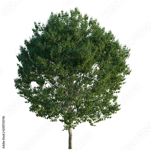 Принти на полотні Acer rubrum tree, elevation, front view, cutout, transparent background, isolate