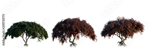 Konstfotografi Acer palmatum var tree, elevation, front view, cutout, transparent background, i