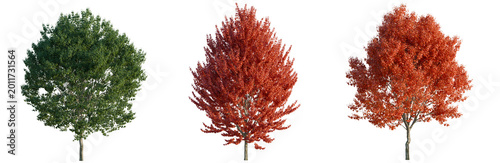 Tableau sur toile Acer rubrum tree, elevation, front view, cutout, transparent background, isolate