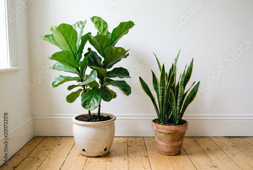 Two potted houseplants, a fiddle leaf fig and a snake plant, stand on a wooden floor against a white wall.
