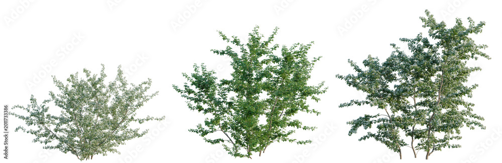 Fototapeta premium Crataegus monogyna tree, elevation, front view, cutout, transparent background, isolate, Detailed green tree branches with leaves, isolated on a transparent background for design