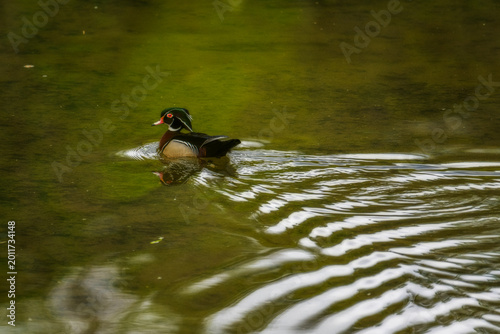 Fényképezés Male Wood Duck Swimming On Green Pond With Reflection And Rippling Water