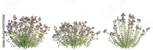 Bilde på lerret Origanum vulgare tree, elevation, front view, cutout, transparent background, is