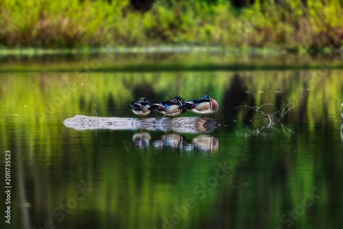 Three Male Wood Ducks Resting on a Log With Reflections in a Calm Green Pond at Dusk