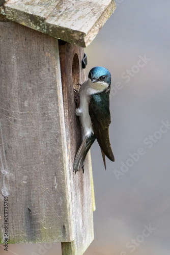 Tree Swallow Perched at Wooden Birdhouse Entrance During Spring Nesting Season Close-Up