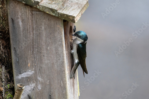 Tree Swallow Perched at Wooden Birdhouse Entrance in Backyard Nesting Habitat Close-Up Wildlife Photo