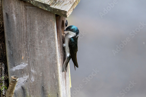 Tree Swallow Perched on Wooden Birdhouse Nest Box in Backyard Wildlife Close-Up