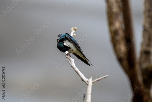 Tree Swallow Perched on Bare Branch Preening Iridescent Blue Bird Against Soft Gray Background