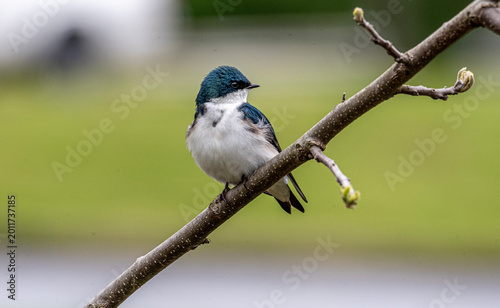 Tree Swallow Perched on Budding Branch With Iridescent Blue Feathers and Soft Green Background