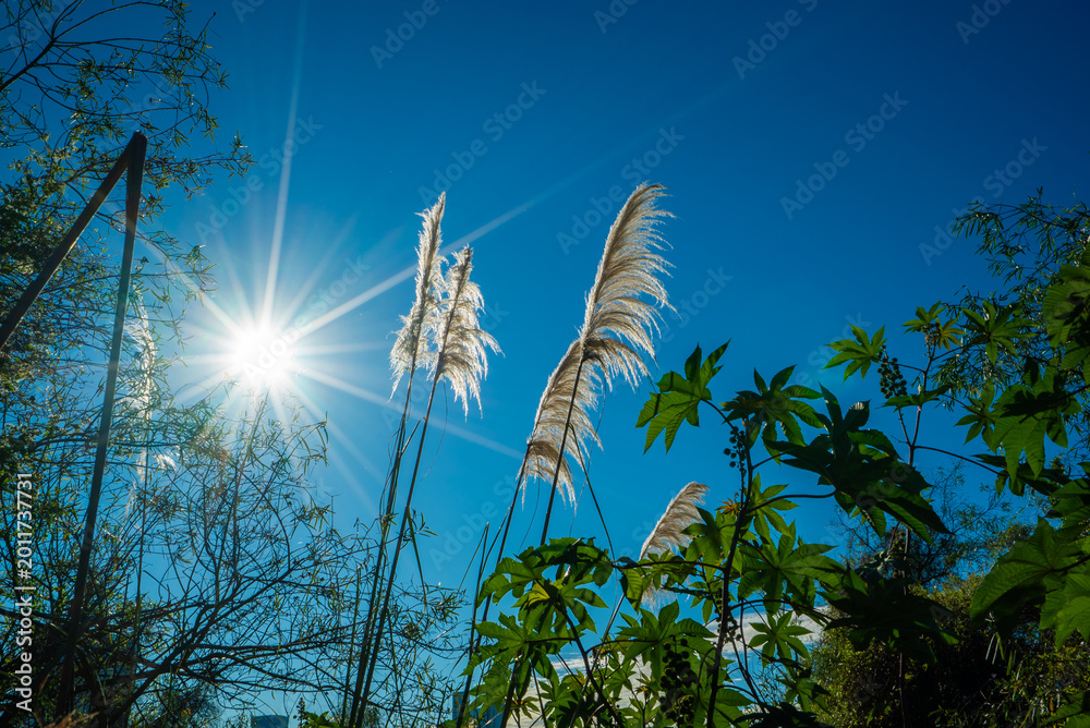 Fototapeta premium Sunburst highlights feathery plumes against vivid blue sky