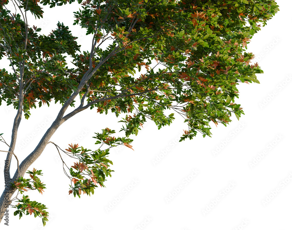 Fototapeta premium Sassafras albidum tree, corner view, cutout, isolate, transparent background, Autumn Maple Leaf Close-Up - Vibrant Fall Foliage, Detailed Texture, Nature's Beauty
