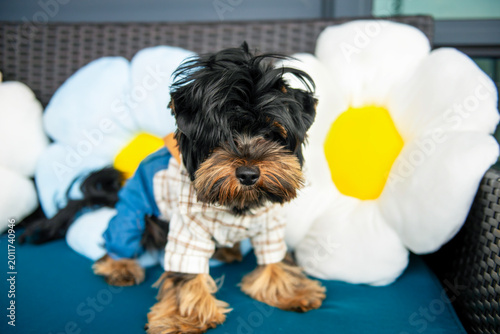Bilde på lerret funny shaggy Yorkshire Terrier puppy poses