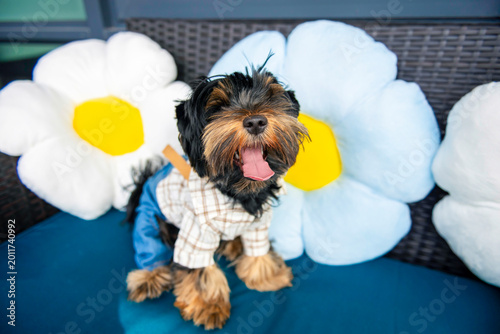 Bilde på lerret funny shaggy Yorkshire Terrier puppy poses