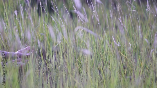 Gentle Hand Reaching Yoga Through Tall Green Grass in Natural Setting