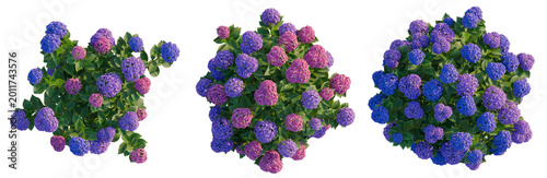 Hydrangea macrophylla tree plan, top view, cutout, transparent background, isolate, Purple Hydrangea Flower Close-Up, Delicate Floral Detail, Nature Photography