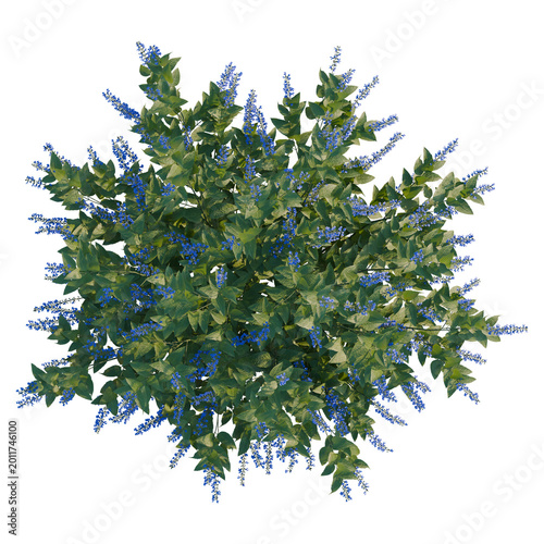 Foto Salvia guaranitica tree plan, top view, cutout, transparent background, isolate,