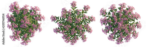 Canvastavla Spiraea japonica tree plan, top view, cutout, transparent background, isolate, B