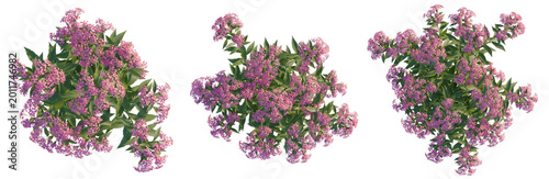 Spiraea japonica tree plan, top view, cutout, transparent background, isolate, Detailed Purple Lavender Flowers on Branch, Close-up Floral Background, Botanical Illustration