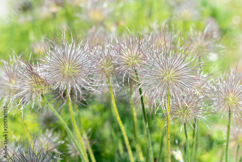 Foto Fluffy seed heads of Pulsatilla vulgaris flowers in a spring garden