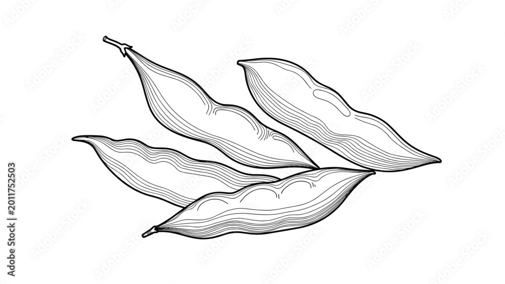 Obraz premium Detailed black and white outline drawing of several fresh green bean pods, highlighting their natural curves and textures, perfect for a culinary or botanical illustration.