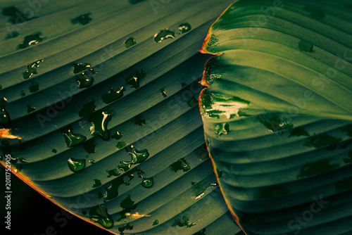 Luxury of green leaves with golden amber sunlight, Tropical foliage pattern with raindrops and deep teal shadows.