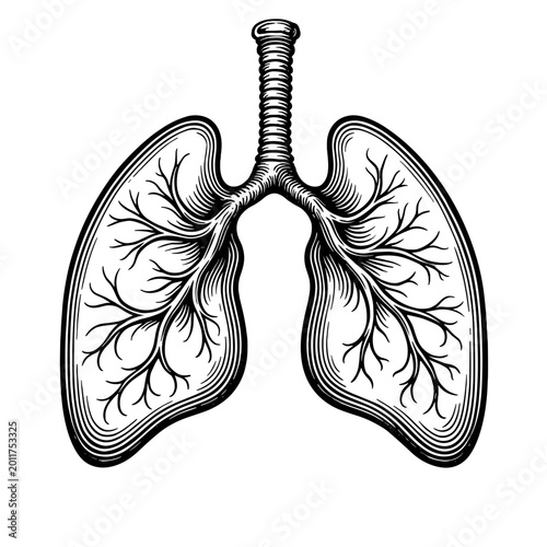 Vintage lungs anatomy illustration in engraved monochrome medical style. Concept of respiratory healthcare and scientific study - anatomical reference