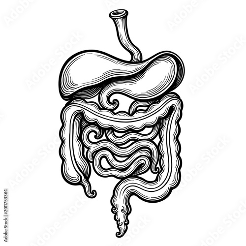 Vintage digestive system anatomy illustration in engraved monochrome medical style. Concept of gastroenterology healthcare and scientific education - anatomical reference