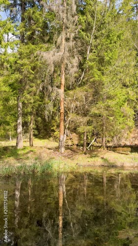 Walk in a real wild forest in spring. The clear water of the spring flows by the rock. Fir trees and moss grow on the red sandy rock. National prk of Latvia. Cesis, Zagarkalns. 