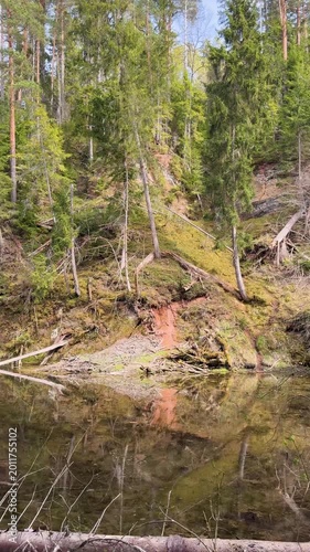 Walk in a real wild forest in spring. The clear water of the spring flows by the rock. Fir trees and moss grow on the red sandy rock. National prk of Latvia. Cesis, Zagarkalns. 