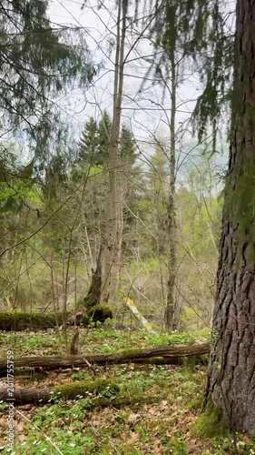 Walk in a real wild forest in spring. The clear water of the spring flows by the rock. Fir trees and moss grow on the red sandy rock. National prk of Latvia. Cesis, Zagarkalns. 