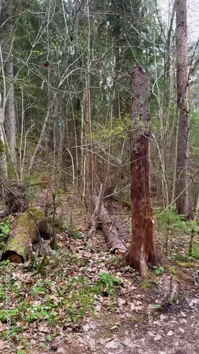 Walk in a real wild forest in spring. The clear water of the spring flows by the rock. Fir trees and moss grow on the red sandy rock. National prk of Latvia. Cesis, Zagarkalns. 