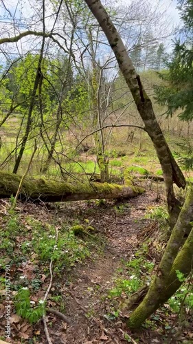 Walk in a real wild forest in spring. The clear water of the spring flows by the rock. Fir trees and moss grow on the red sandy rock. National prk of Latvia. Cesis, Zagarkalns. 