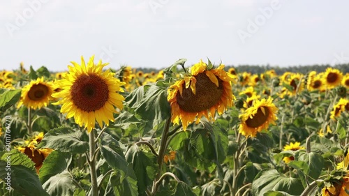 Drooping yellow sunflower head next to upright bloom in agricultural field
