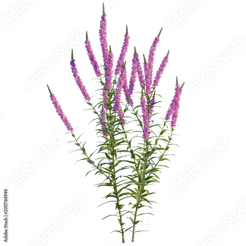 Bild auf Leinwand Lythrum salicaria tree, elevation, front view, cutout, transparent background, i