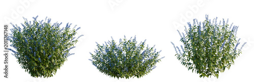 Salvia guaranitica tree, elevation, front view, cutout, transparent background, isolate, Delicate bluebell flowers in a forest setting, springtime beauty, floral illustration, nature's detail