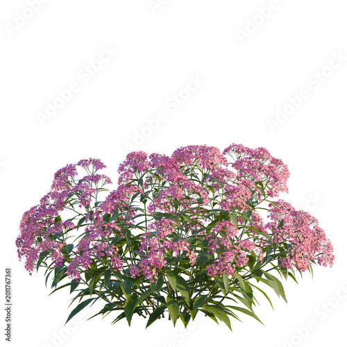 Fotografie Spiraea japonica tree, elevation, front view, cutout, transparent background, is