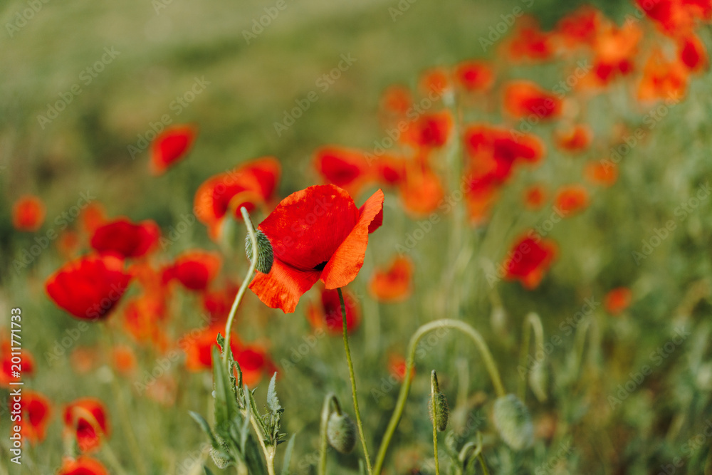 Obraz premium Red poppy flowers blooming in soft focus with blurred wild meadow. Floral background, seasonal nature, botanical design, and delicate spring concept.