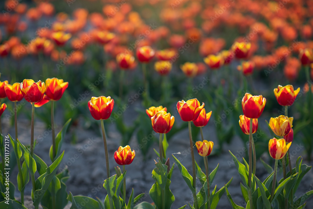 Fototapeta premium Tulipany 3