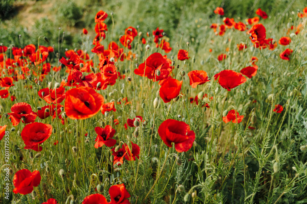 Obraz premium Red poppy flowers blooming in soft focus with blurred wild meadow. Floral background, seasonal nature, botanical design, and delicate spring concept.