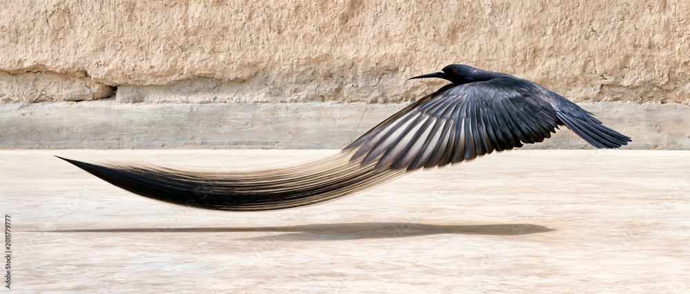 Obraz premium Black bird in mid-flight, wings spread wide