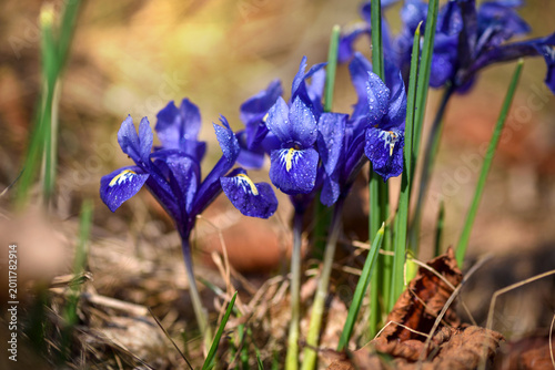 Flowers of Iris Reticulata in the sunlight. Purple iris flower are growing in the spring garden.