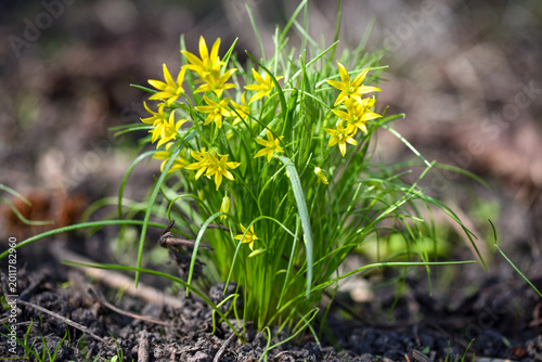 Yellow star of Bethlehem (Gagea lutea) in the sunlight. Soft focus