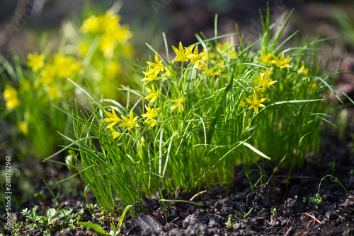 Yellow star of Bethlehem (Gagea lutea) in the sunlight. Soft focus
