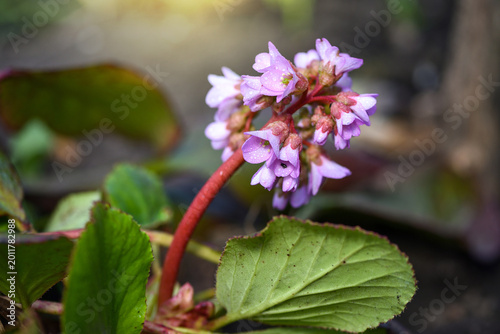 Flowers of Bergenia crassifolia in the spring garden