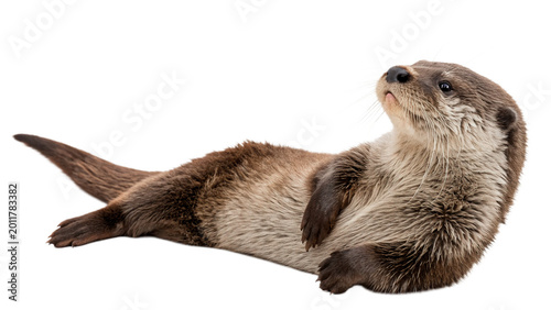 Tableau sur toile Sea otter floating on its back for nature wildlife marine animal and ocean ecosy