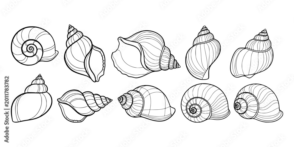 Obraz premium Outlined seashell set in line art style on white background, representing marine nature and coastal decoration concept