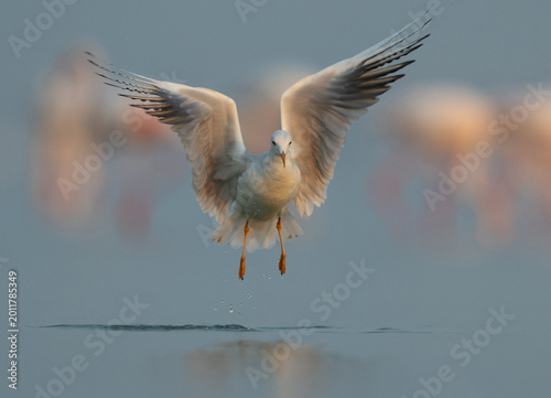 Tableau sur toile Slender-billed gull fishing at Eker creek with bokeh of greater flamingos at the