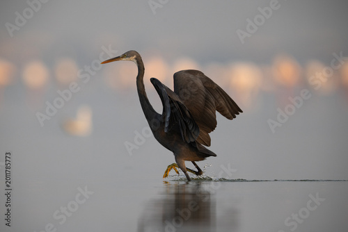 Photos Western reef heron running to fish at Eker coast, Bahrain
