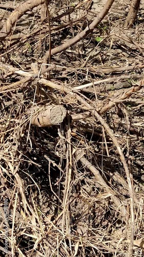 Cinematic shot of a black snake crawling on dry ground