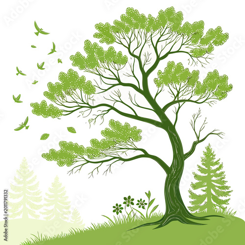 Pine tree in spring bloom setting, fresh green tones, white background